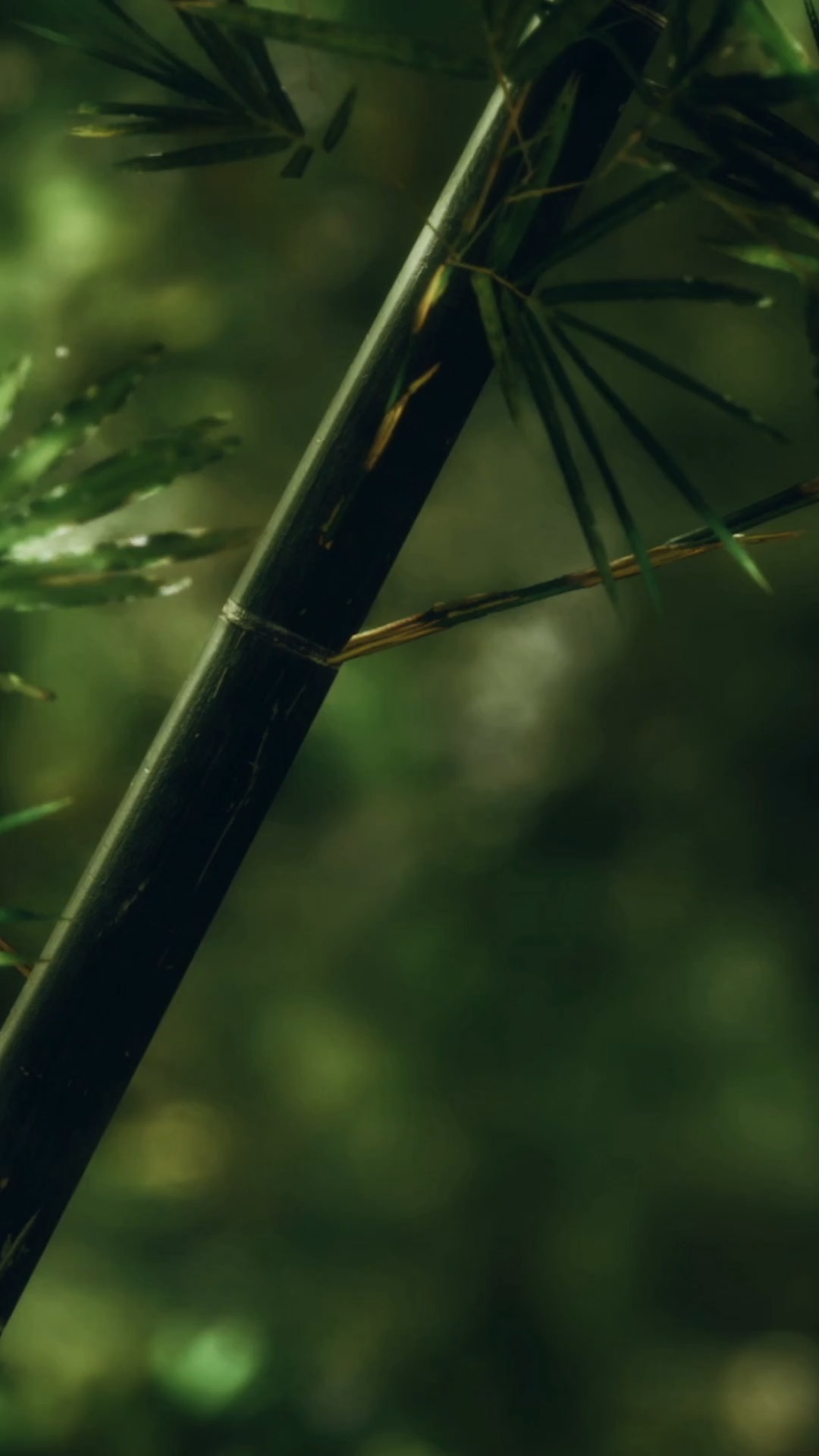 On les voit partout... dans nos bars préférés ou sur nos chemises d’été. Mais les Tikis ne sont pas là pour faire joli. 🗿

Dans la mythologie polynésienne, le Tiki est le premier homme, un demi-dieu tombé du ciel qui a engendré l’humanité. Chaque sculpture est un réceptacle : elle abrite le Mana, cette force spirituelle sacrée qui lie le monde des morts à celui des vivants.

Sculptés avec ces yeux immenses pour surveiller l'horizon et protéger ceux qui les honorent, ils marquent la frontière entre le sacré et le profane.

Alors, la prochaine fois que tu croises son regard... n'oublie pas : tu n'es pas seul. Tu es sous la protection d'un ancêtre. 🌴✨

#TikiCulture #Polynesia #Mana #Legend #TikiStyle